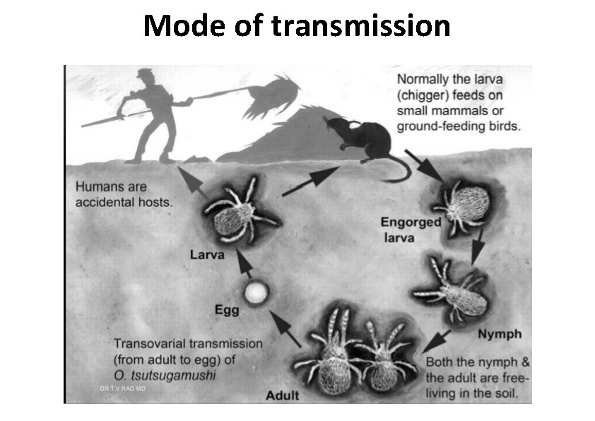 Mode of transmission 