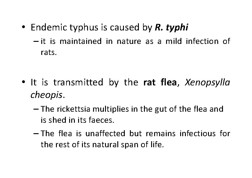  • Endemic typhus is caused by R. typhi – it is maintained in