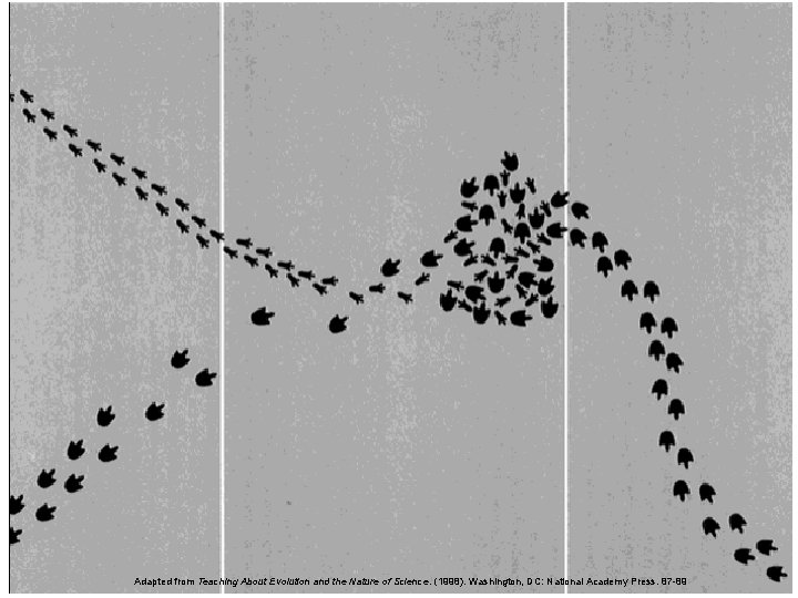 Adapted from Teaching About Evolution and the Nature of Science. (1998). Washington, DC: National