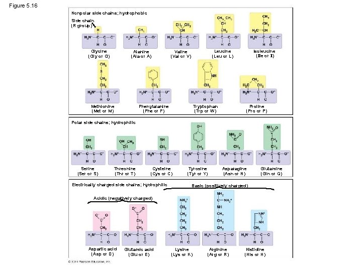 Figure 5. 16 Nonpolar side chains; hydrophobic Side chain (R group) Glycine (Gly or