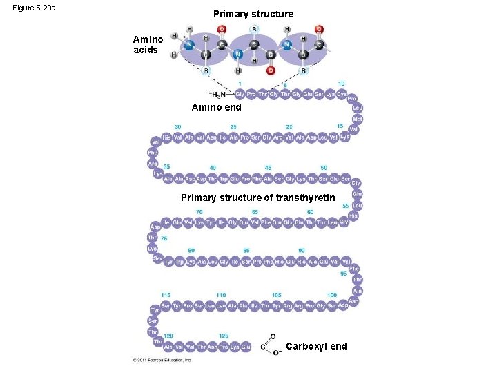 Figure 5. 20 a Primary structure Amino acids Amino end Primary structure of transthyretin