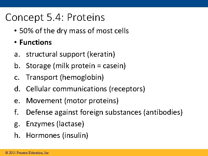 Concept 5. 4: Proteins • 50% of the dry mass of most cells •