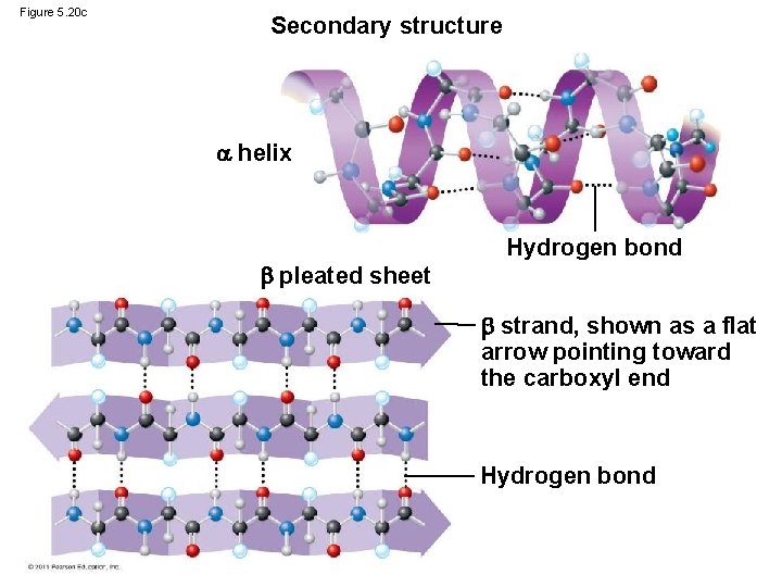 Figure 5. 20 c Secondary structure helix pleated sheet Hydrogen bond strand, shown as