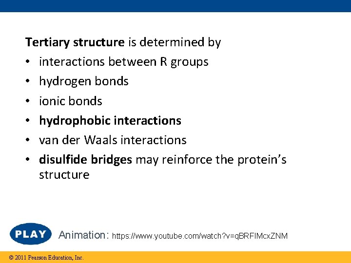 Tertiary structure is determined by • interactions between R groups • hydrogen bonds •