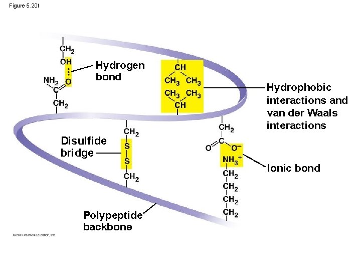 Figure 5. 20 f Hydrogen bond Hydrophobic interactions and van der Waals interactions Disulfide