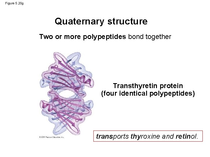 Figure 5. 20 g Quaternary structure Two or more polypeptides bond together Transthyretin protein