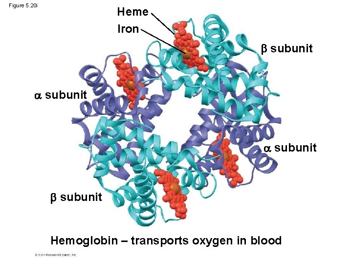 Figure 5. 20 i Heme Iron subunit Hemoglobin – transports oxygen in blood 