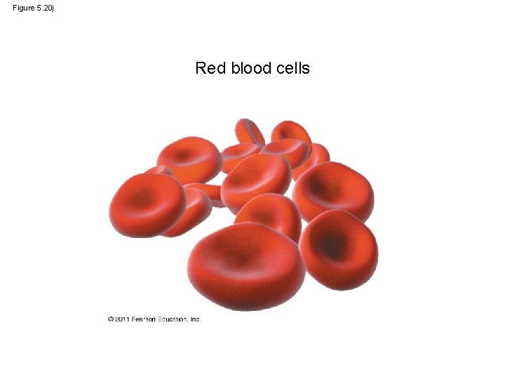 Figure 5. 20 j Red blood cells 