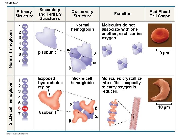 Figure 5. 21 Sickle-cell hemoglobin Normal hemoglobin Primary Structure 1 2 3 4 5