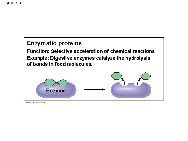 Figure 5. 15 a Enzymatic proteins Function: Selective acceleration of chemical reactions Example: Digestive