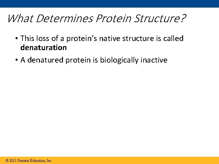 What Determines Protein Structure? • This loss of a protein’s native structure is called