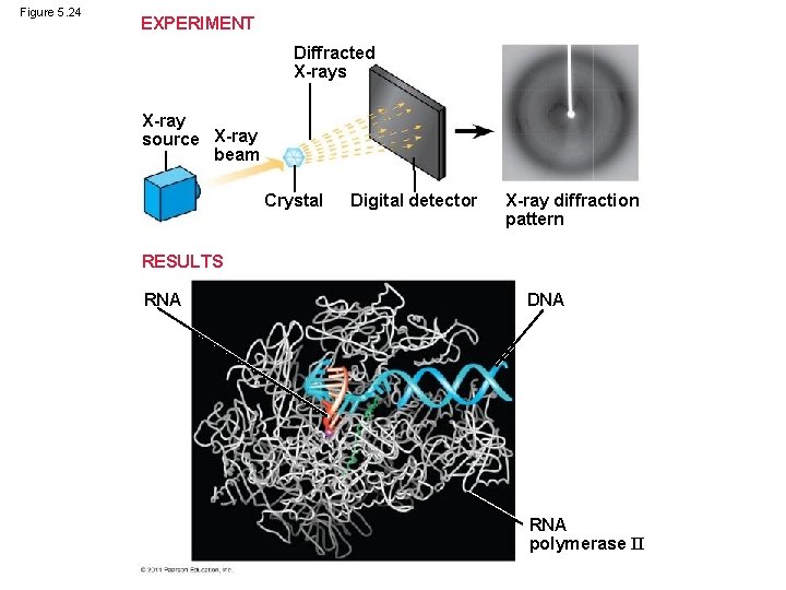 Figure 5. 24 EXPERIMENT Diffracted X-rays X-ray source X-ray beam Crystal Digital detector X-ray