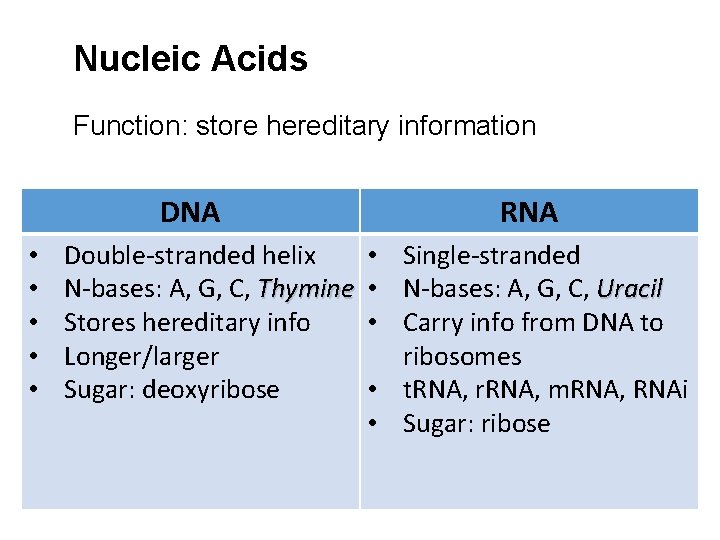 Nucleic Acids Function: store hereditary information DNA • • • Double-stranded helix N-bases: A,
