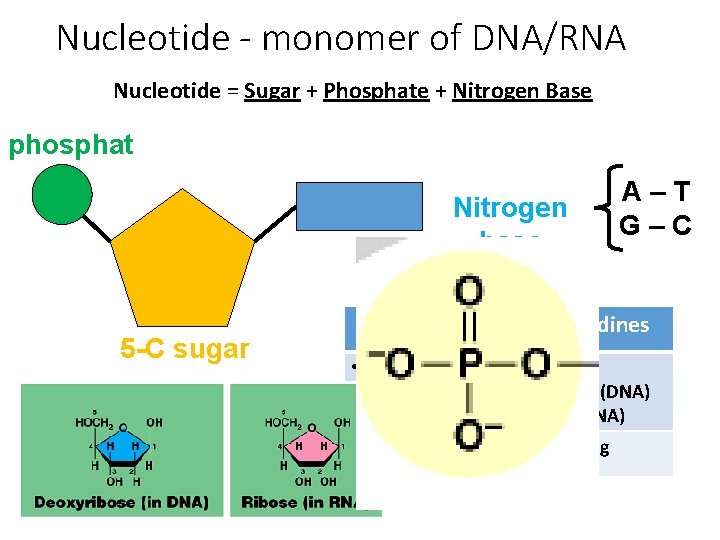 Nucleotide - monomer of DNA/RNA Nucleotide = Sugar + Phosphate + Nitrogen Base phosphat