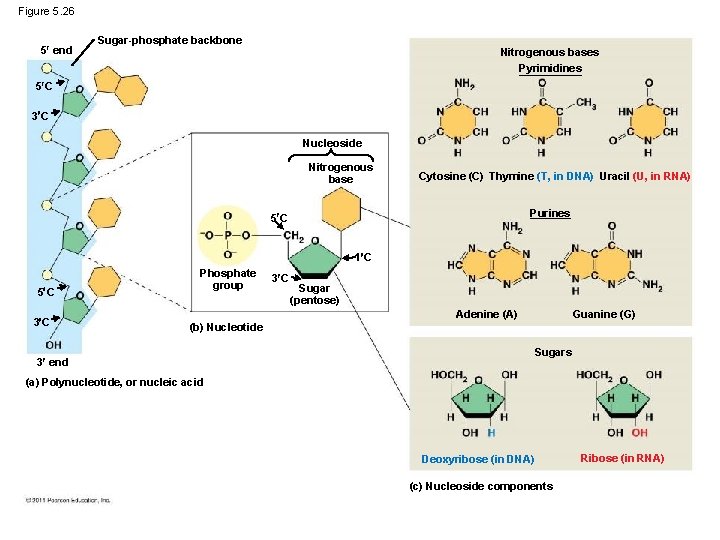 Figure 5. 26 5 end Sugar-phosphate backbone Nitrogenous bases Pyrimidines 5 C 3 C