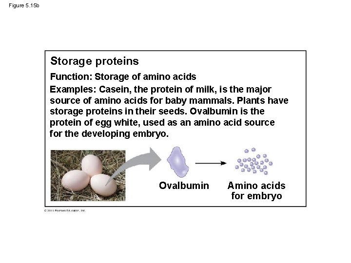 Figure 5. 15 b Storage proteins Function: Storage of amino acids Examples: Casein, the