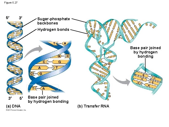 Figure 5. 27 5 3 Sugar-phosphate backbones Hydrogen bonds Base pair joined by hydrogen