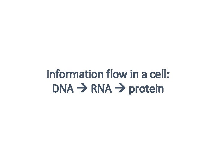 Information flow in a cell: DNA RNA protein 