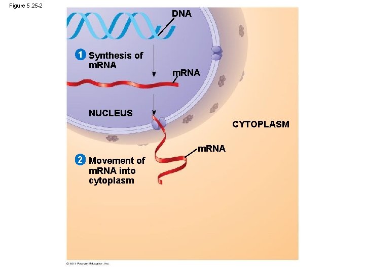 Figure 5. 25 -2 DNA 1 Synthesis of m. RNA NUCLEUS CYTOPLASM m. RNA