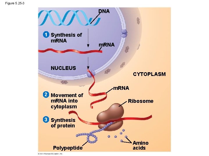 Figure 5. 25 -3 DNA 1 Synthesis of m. RNA NUCLEUS CYTOPLASM m. RNA