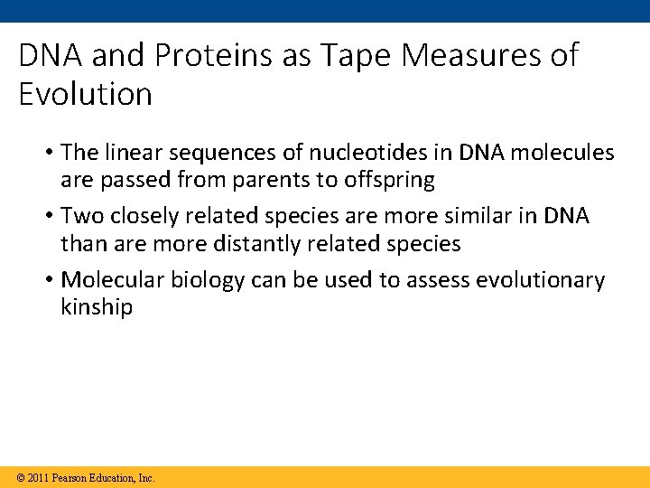DNA and Proteins as Tape Measures of Evolution • The linear sequences of nucleotides