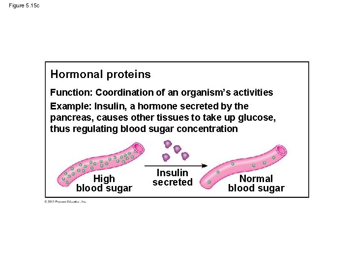 Figure 5. 15 c Hormonal proteins Function: Coordination of an organism’s activities Example: Insulin,