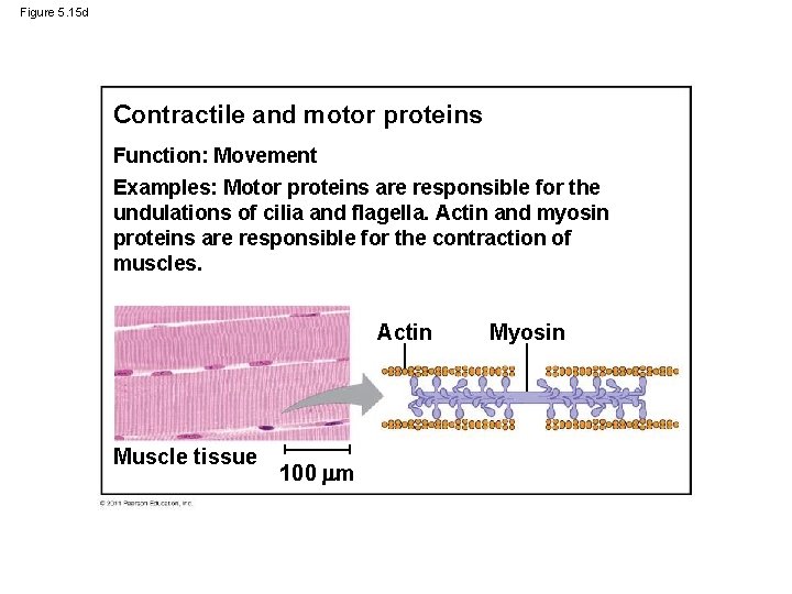 Figure 5. 15 d Contractile and motor proteins Function: Movement Examples: Motor proteins are