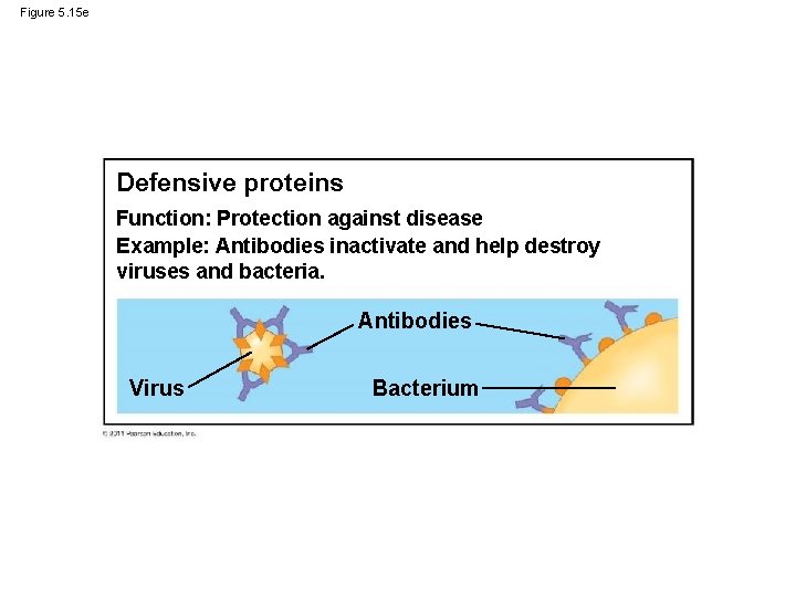 Figure 5. 15 e Defensive proteins Function: Protection against disease Example: Antibodies inactivate and