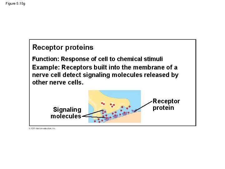 Figure 5. 15 g Receptor proteins Function: Response of cell to chemical stimuli Example: