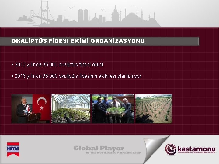 OKALİPTÜS FİDESİ EKİMİ ORGANİZASYONU • 2012 yılında 35. 000 okaliptüs fidesi ekildi. • 2013