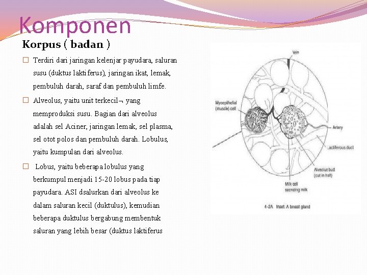 Komponen Korpus ( badan ) � Terdiri dari jaringan kelenjar payudara, saluran susu (duktus