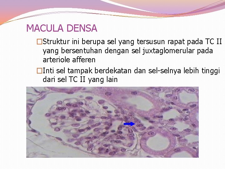 MACULA DENSA �Struktur ini berupa sel yang tersusun rapat pada TC II yang bersentuhan
