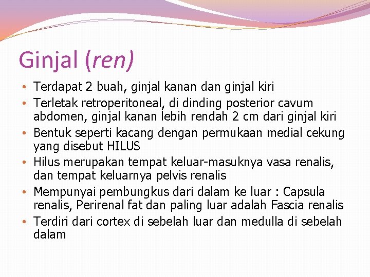 Ginjal (ren) • Terdapat 2 buah, ginjal kanan dan ginjal kiri • Terletak retroperitoneal,