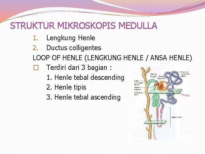 STRUKTUR MIKROSKOPIS MEDULLA 1. Lengkung Henle 2. Ductus colligentes LOOP OF HENLE (LENGKUNG HENLE