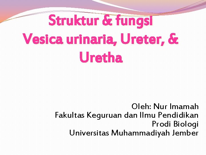 Struktur & fungsi Vesica urinaria, Ureter, & Uretha Oleh: Nur Imamah Fakultas Keguruan dan