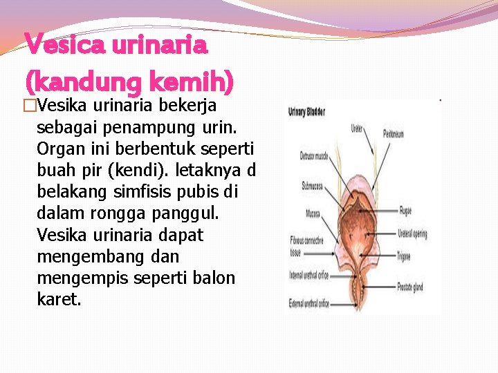 Vesica urinaria (kandung kemih) �Vesika urinaria bekerja sebagai penampung urin. Organ ini berbentuk seperti