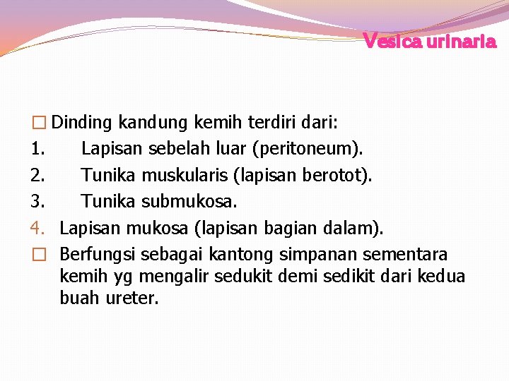 Vesica urinaria � Dinding kandung kemih terdiri dari: 1. Lapisan sebelah luar (peritoneum). 2.