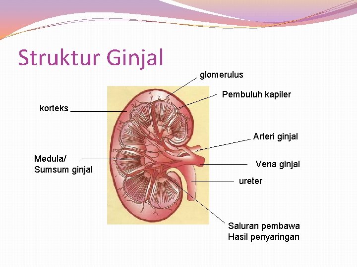 Struktur Ginjal glomerulus Pembuluh kapiler korteks Arteri ginjal Medula/ Sumsum ginjal Vena ginjal ureter