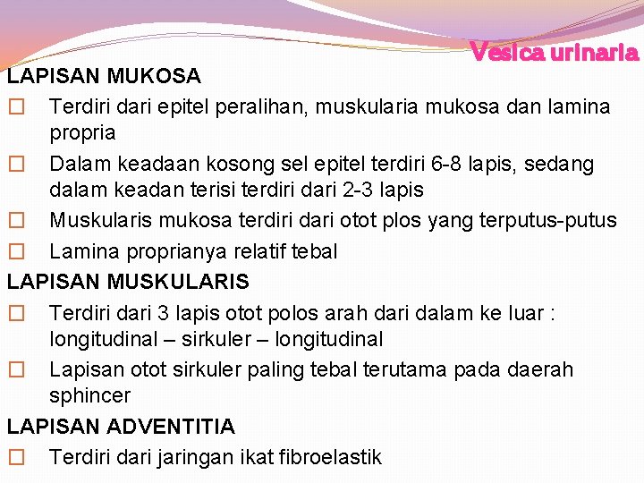 Vesica urinaria LAPISAN MUKOSA � Terdiri dari epitel peralihan, muskularia mukosa dan lamina propria