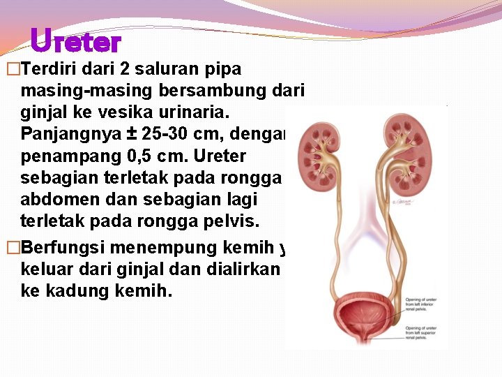 Ureter �Terdiri dari 2 saluran pipa masing-masing bersambung dari ginjal ke vesika urinaria. Panjangnya