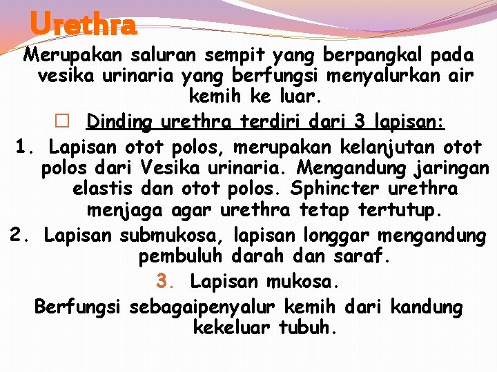 Urethra Merupakan saluran sempit yang berpangkal pada vesika urinaria yang berfungsi menyalurkan air kemih