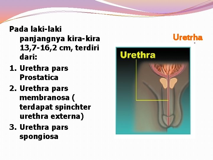 Pada laki-laki panjangnya kira-kira 13, 7 -16, 2 cm, terdiri dari: 1. Urethra pars