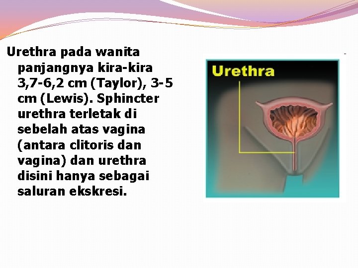 Urethra pada wanita panjangnya kira-kira 3, 7 -6, 2 cm (Taylor), 3 -5 cm