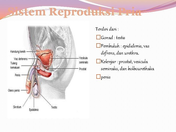Sistem Reproduksi Pria Terdiri dari : �Gonad : testis �Pembuluh : epididimis, vas defrens,