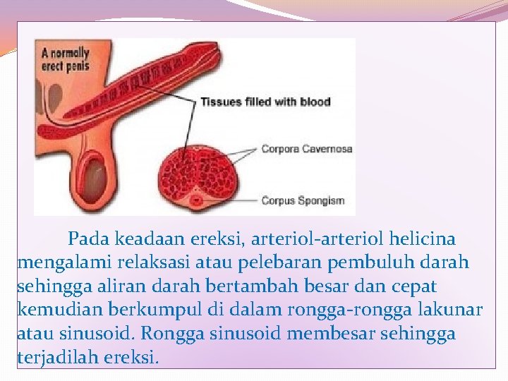 Pada keadaan ereksi, arteriol-arteriol helicina mengalami relaksasi atau pelebaran pembuluh darah sehingga aliran darah