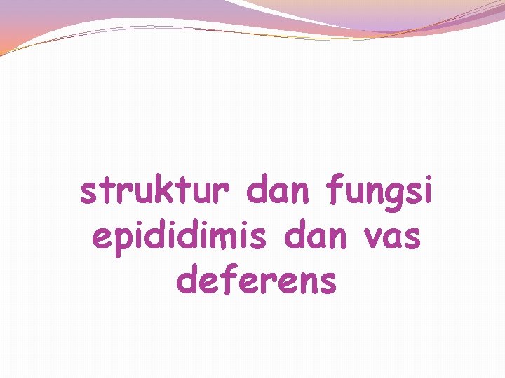 struktur dan fungsi epididimis dan vas deferens 