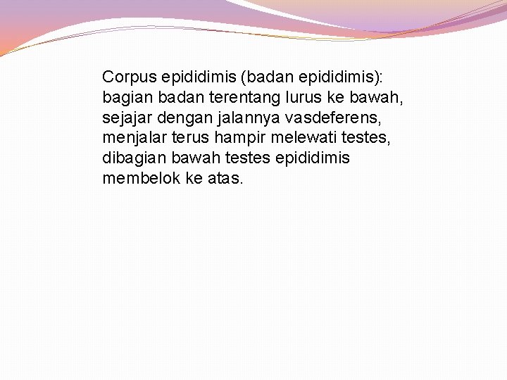 Corpus epididimis (badan epididimis): bagian badan terentang lurus ke bawah, sejajar dengan jalannya vasdeferens,
