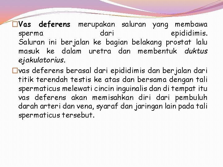 �Vas deferens merupakan saluran yang membawa sperma dari epididimis. Saluran ini berjalan ke bagian