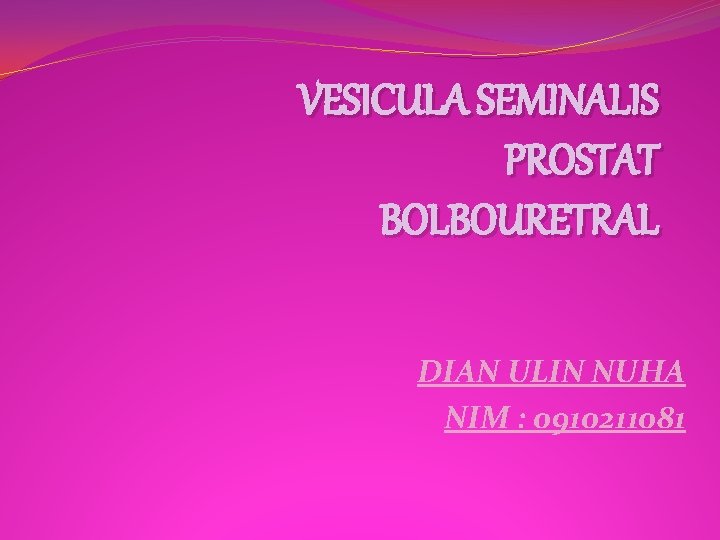 VESICULA SEMINALIS PROSTAT BOLBOURETRAL DIAN ULIN NUHA NIM : 0910211081 