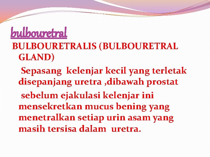 bulbouretral BULBOURETRALIS (BULBOURETRAL GLAND) Sepasang kelenjar kecil yang terletak disepanjang uretra , dibawah prostat